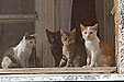 
2002:10:17 11:41

(c) Zoran Zivotic 2002